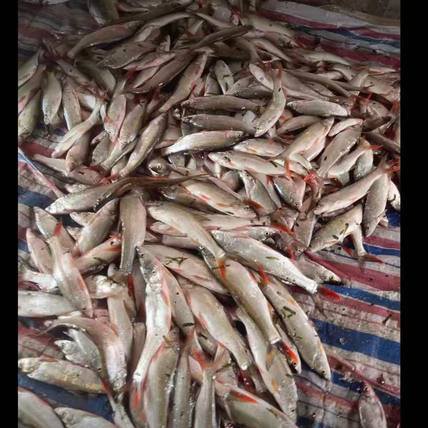 斧头湖红尾好吃不贵顺丰包邮