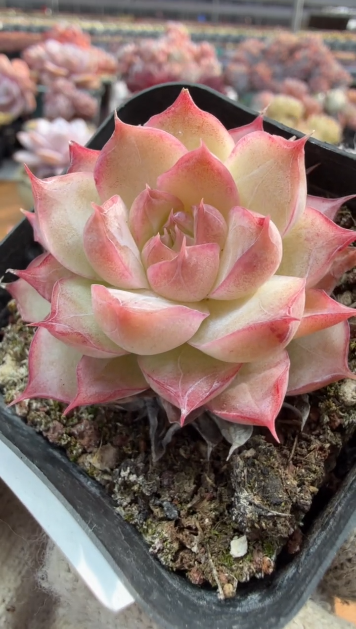 东云多肉园三店-99