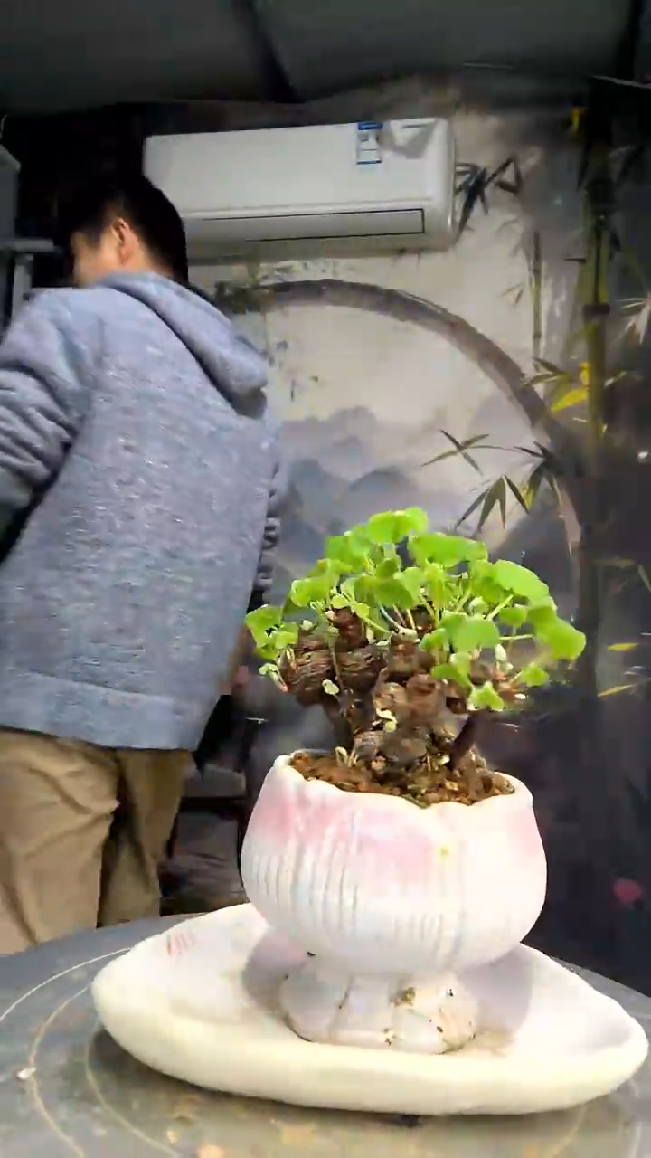 娃****哈中青园艺一物一拍花202