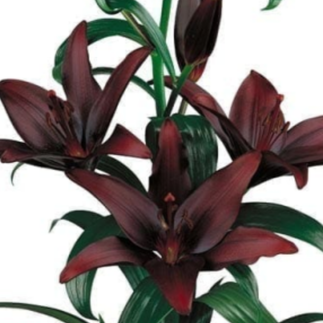 【黑宝石】10/12（小球） 亚百百合进口种球四季栽种盆栽地栽