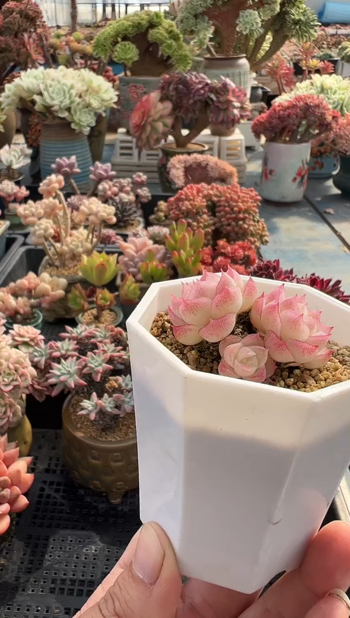 守**福647               不带盆