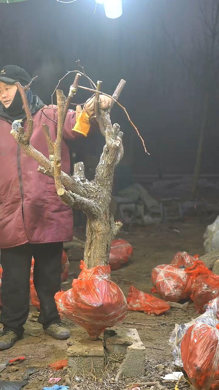 完全开放枣树885