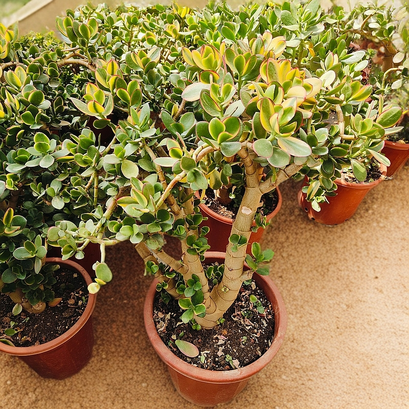 超大棵黄金玉树老桩   室内室外南方北方  好看好种好养 多肉绿植