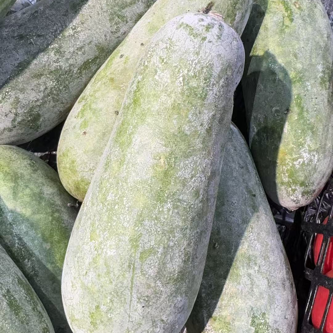 新鲜毛冬瓜 1个 约1800g~2200g冬瓜同城送瓜