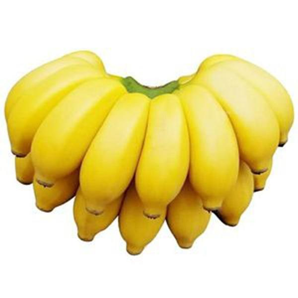 5斤【皇帝蕉】广西荔浦小米蕉皇帝蕉（收到绿的常温放1天就黄）新鲜香蕉同城送泰国皇帝蕉广西壮族自治区
