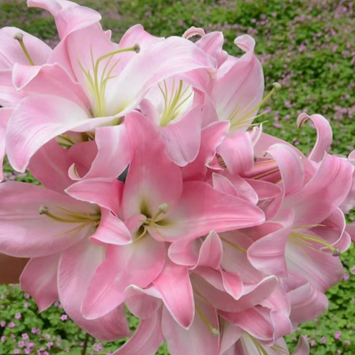 【任意色-香水百合】鲜切花云南鲜花基地直发清香怡人新鲜百合花