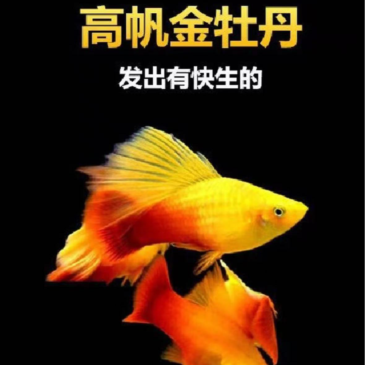 高品质金招财金牡丹观赏鱼活泼好动皮实耐活