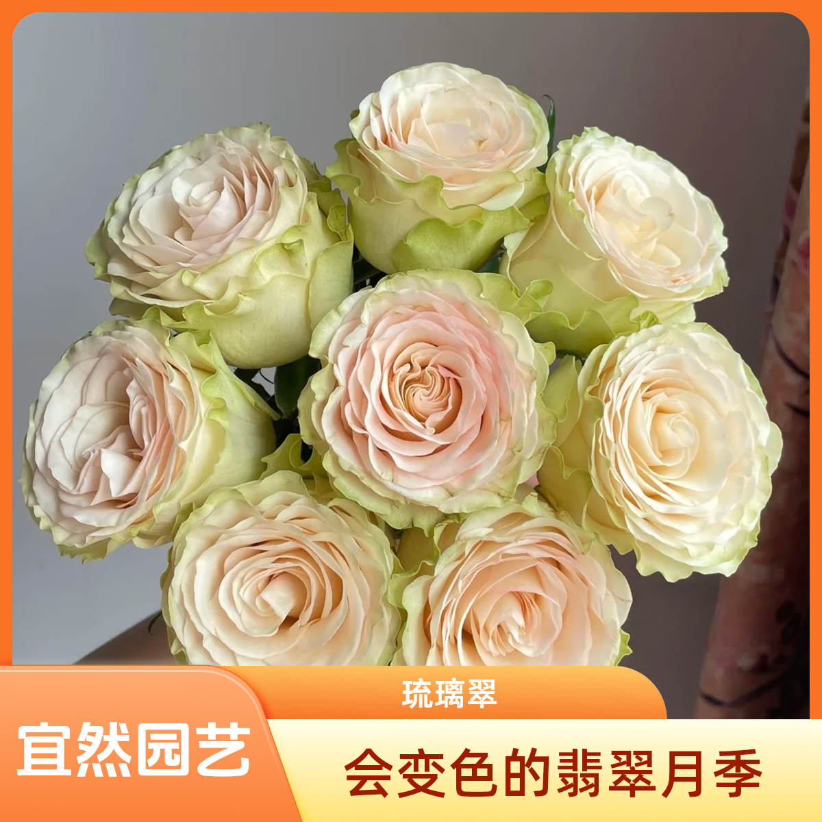 黑哥的花园阳台庭院爆款琉璃翠月季四季多头爆花抗病耐热新手友好