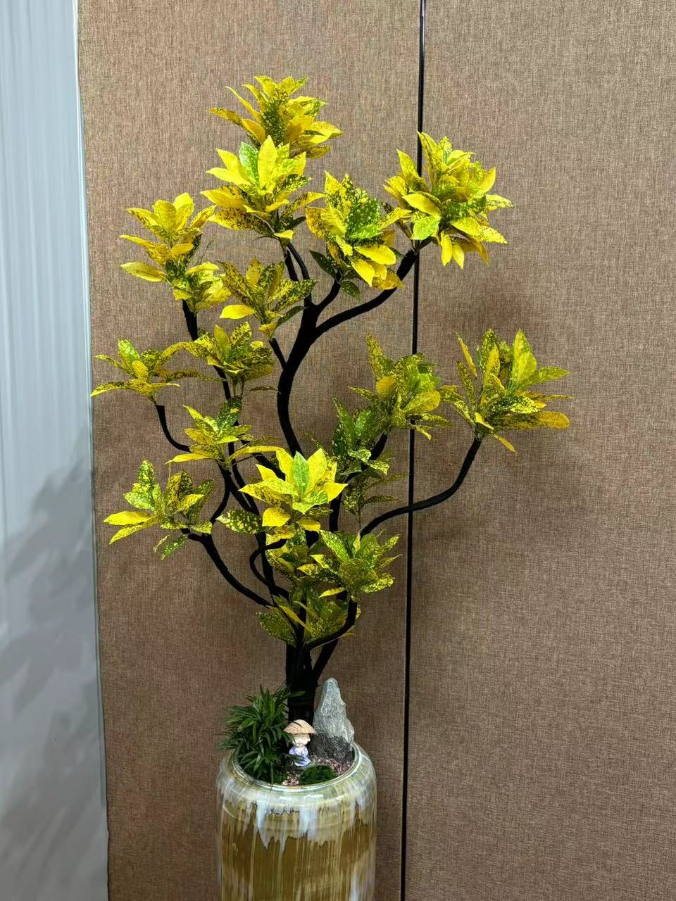 洒金榕盆栽大型落地款室内旺宅净化空气观叶植物