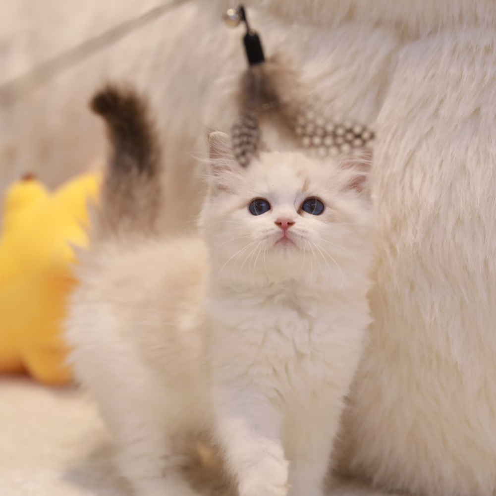 【云梦猫舍】布偶海山弟弟（栗子）