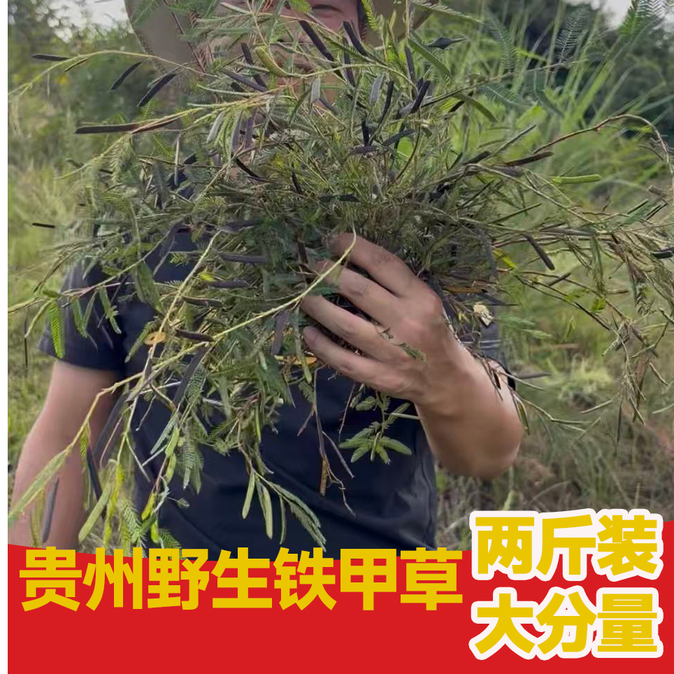 铁甲草又叫软肝草 正宗贵州野生铁甲草（煮茶煲汤）