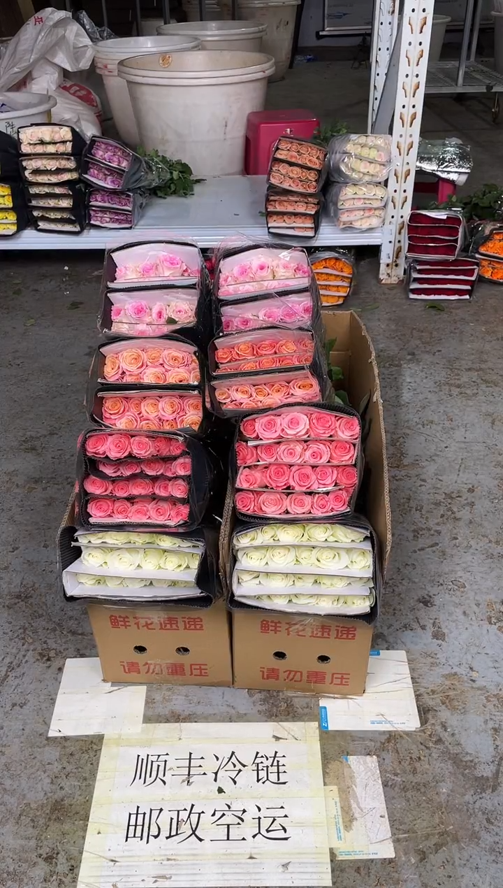 骄傲20枝+戴安娜20枝+海洋之歌20枝+洛神20枝