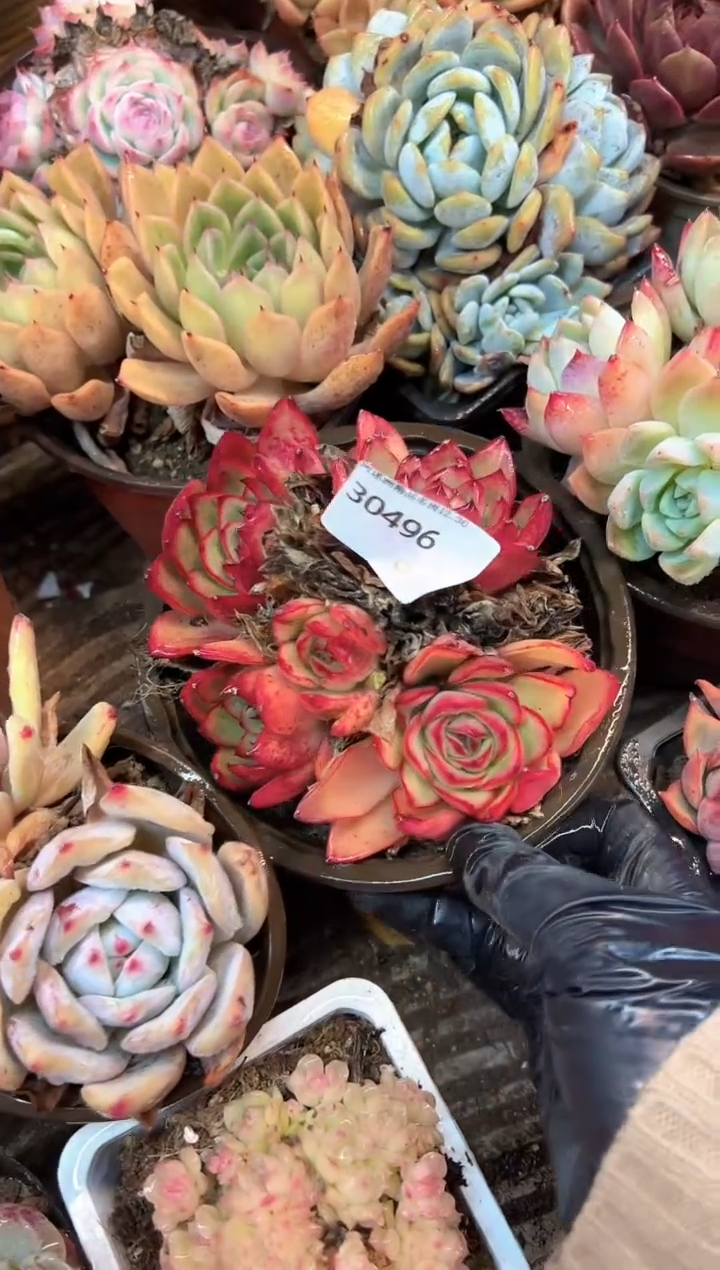 X****?多肉植物一物一拍30496