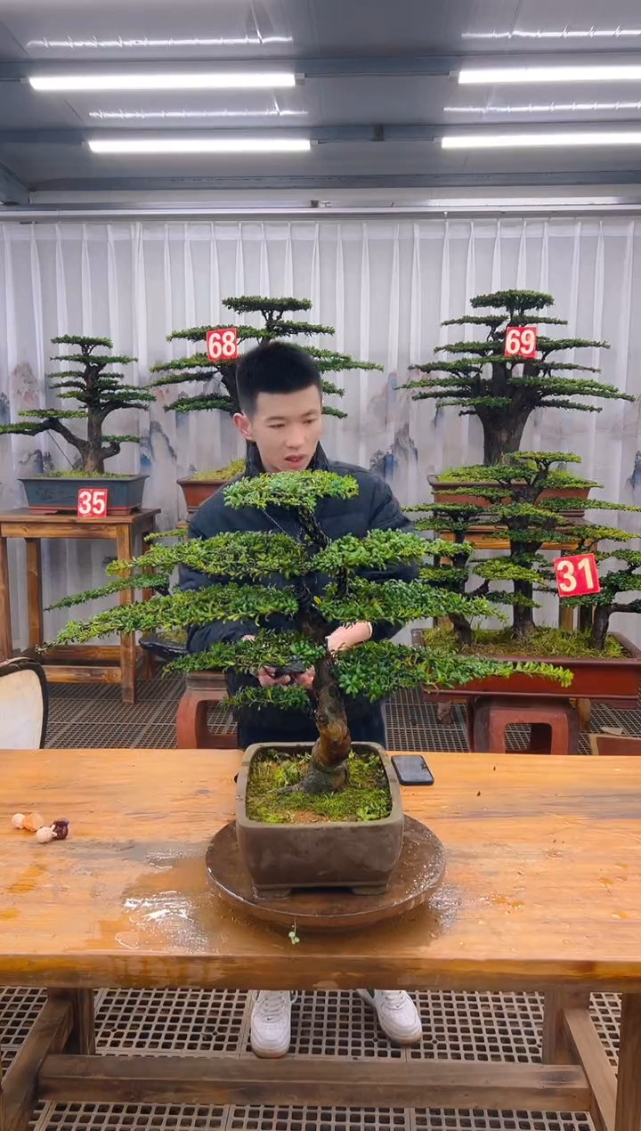精品盆景直播间一物一拍