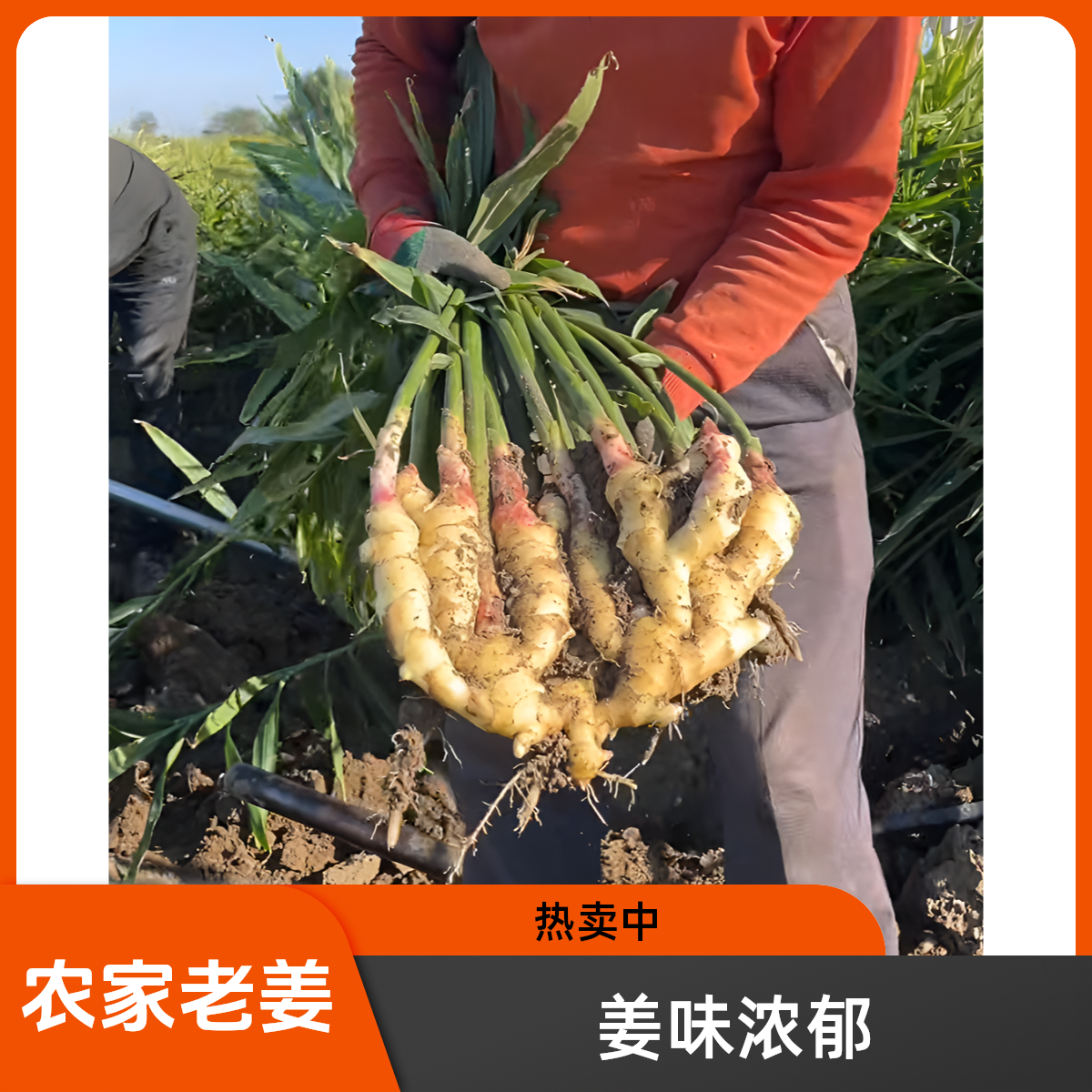 山东农家窖藏老姜不熏硫不泡药水姜味浓郁姜汁充足