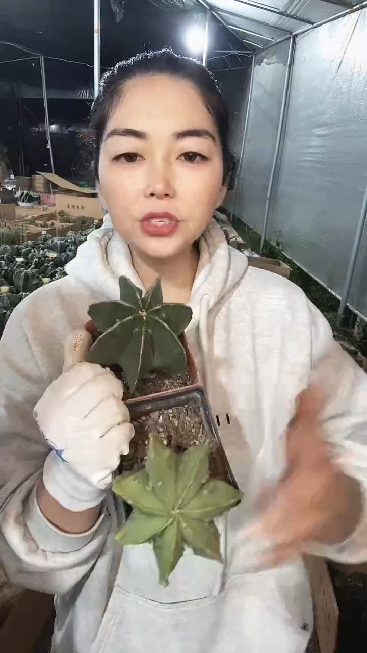 七角鸾凤玉仙人球