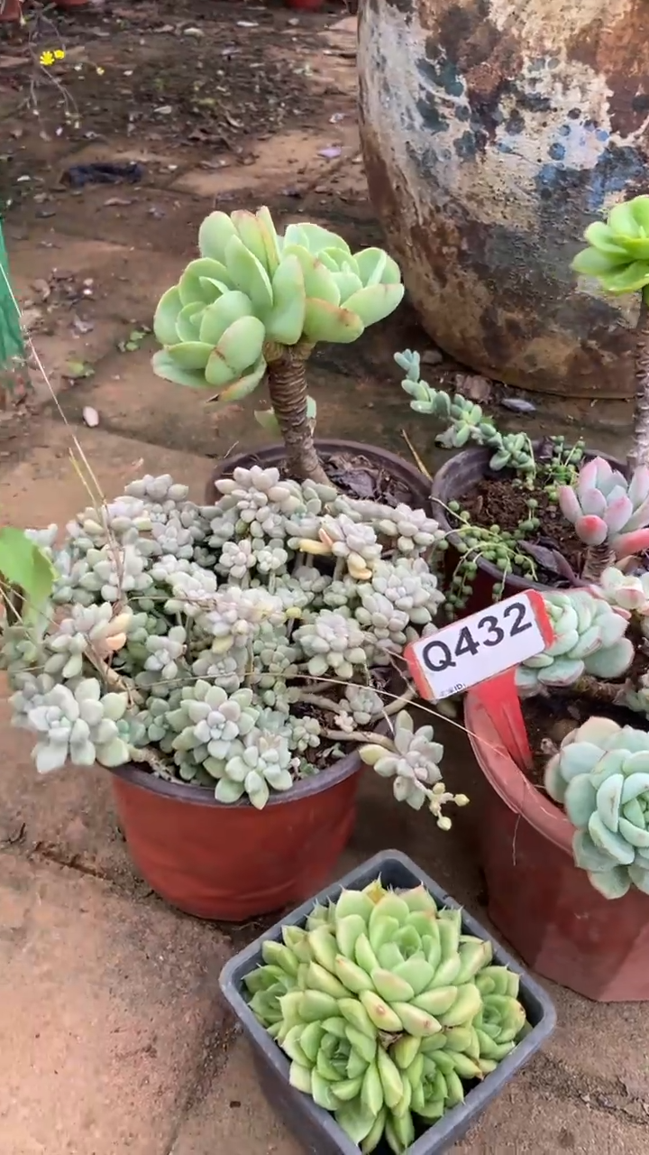 Q432多肉组合默认脱土发货