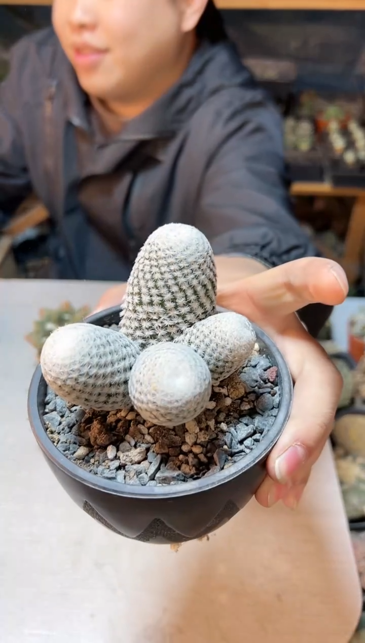 【闪购商品】17号自根白鸟7.8公分