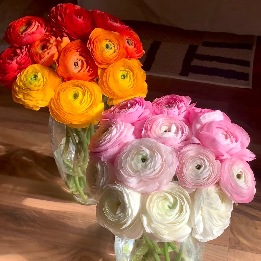 【阳牡丹】云南鲜花基地直发【温度0°以需拍保温棉】拍三单送花瓶