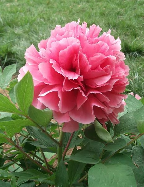 牡丹【珊瑚台】先发花肥秋季发花苗秋季挖苗高端品种观赏牡丹千层