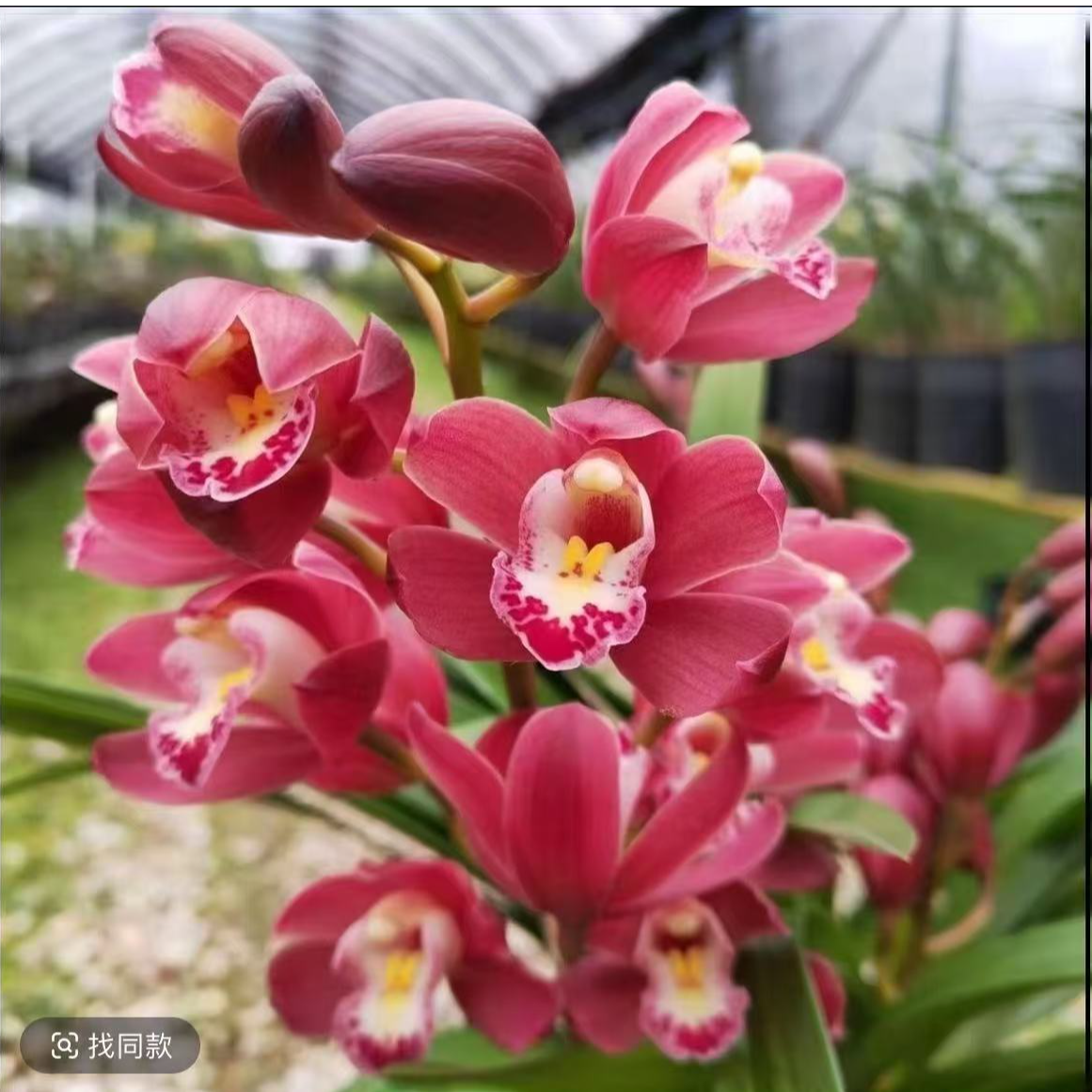 【2-3花剑】红宝石兰花室内外好养四季开花浓香绿植盆栽