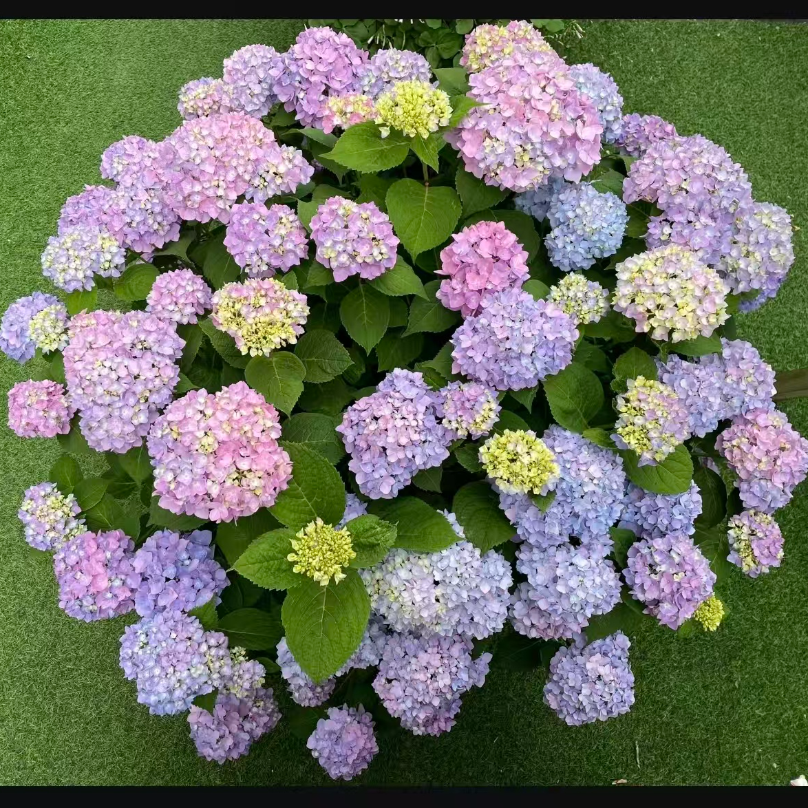 绣球花苗盆栽适合室内外庭院阳台四季好养活开花植物花卉