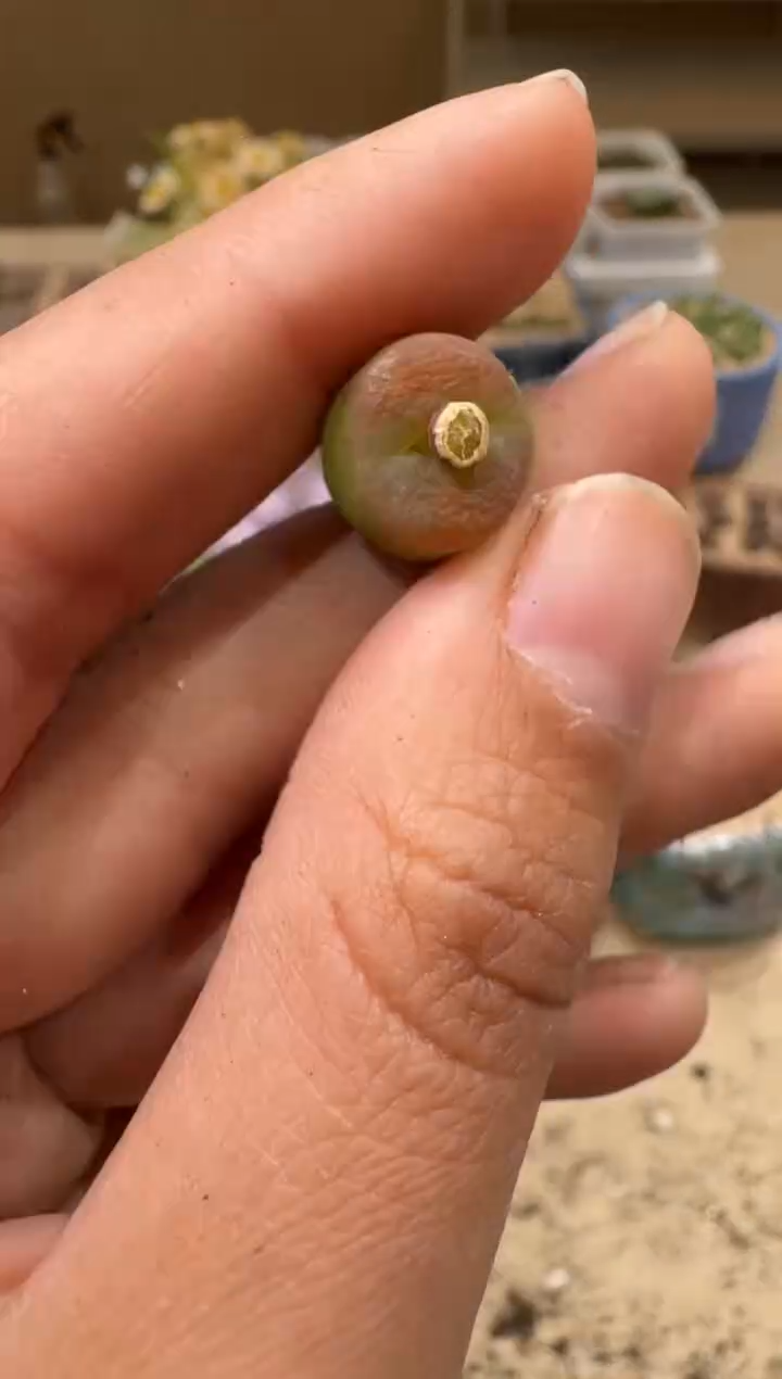 9-98多肉植物肉锥