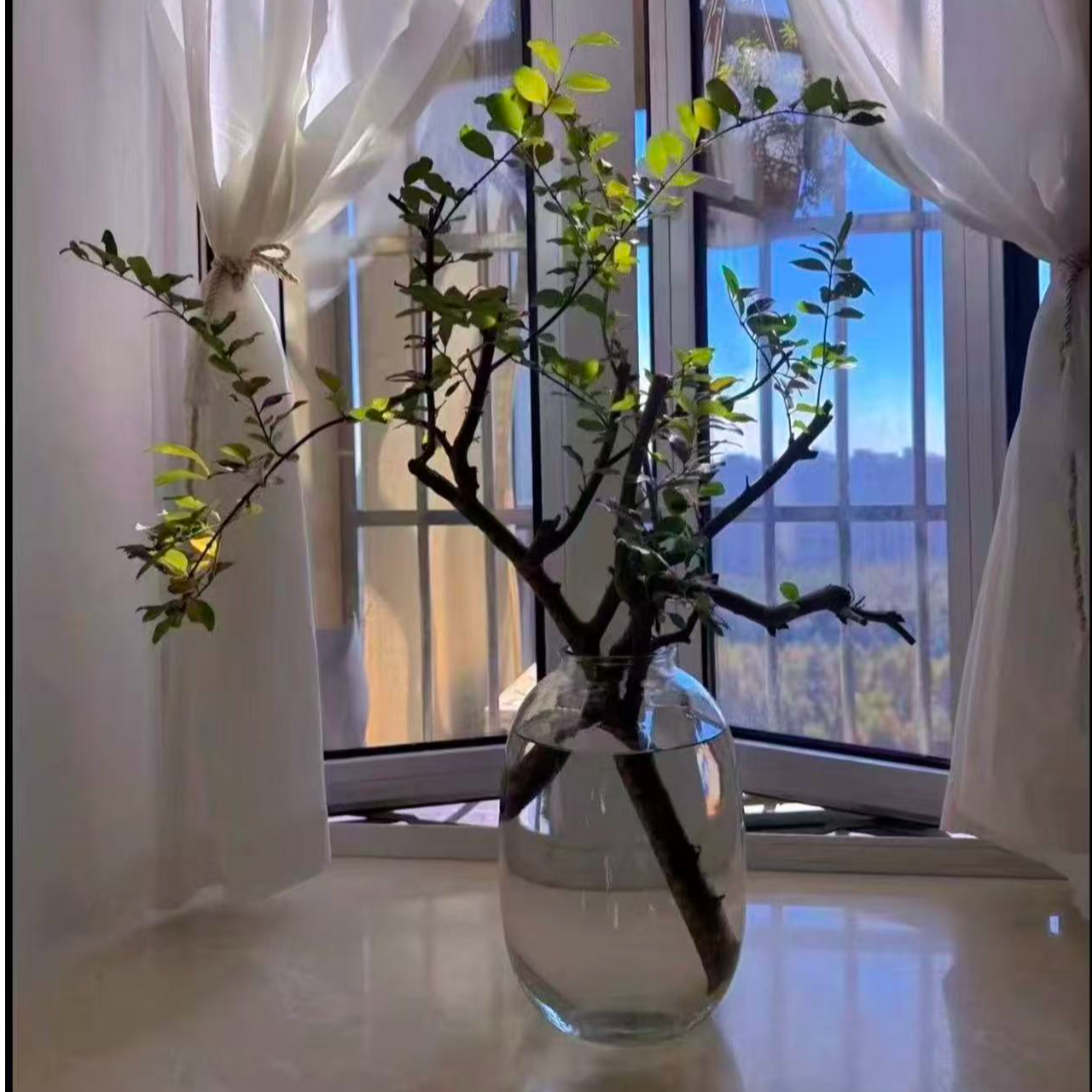 一物一拍水培小叶女贞毛叶丁香高端水培鲜切枝居家桌面摆件绿植