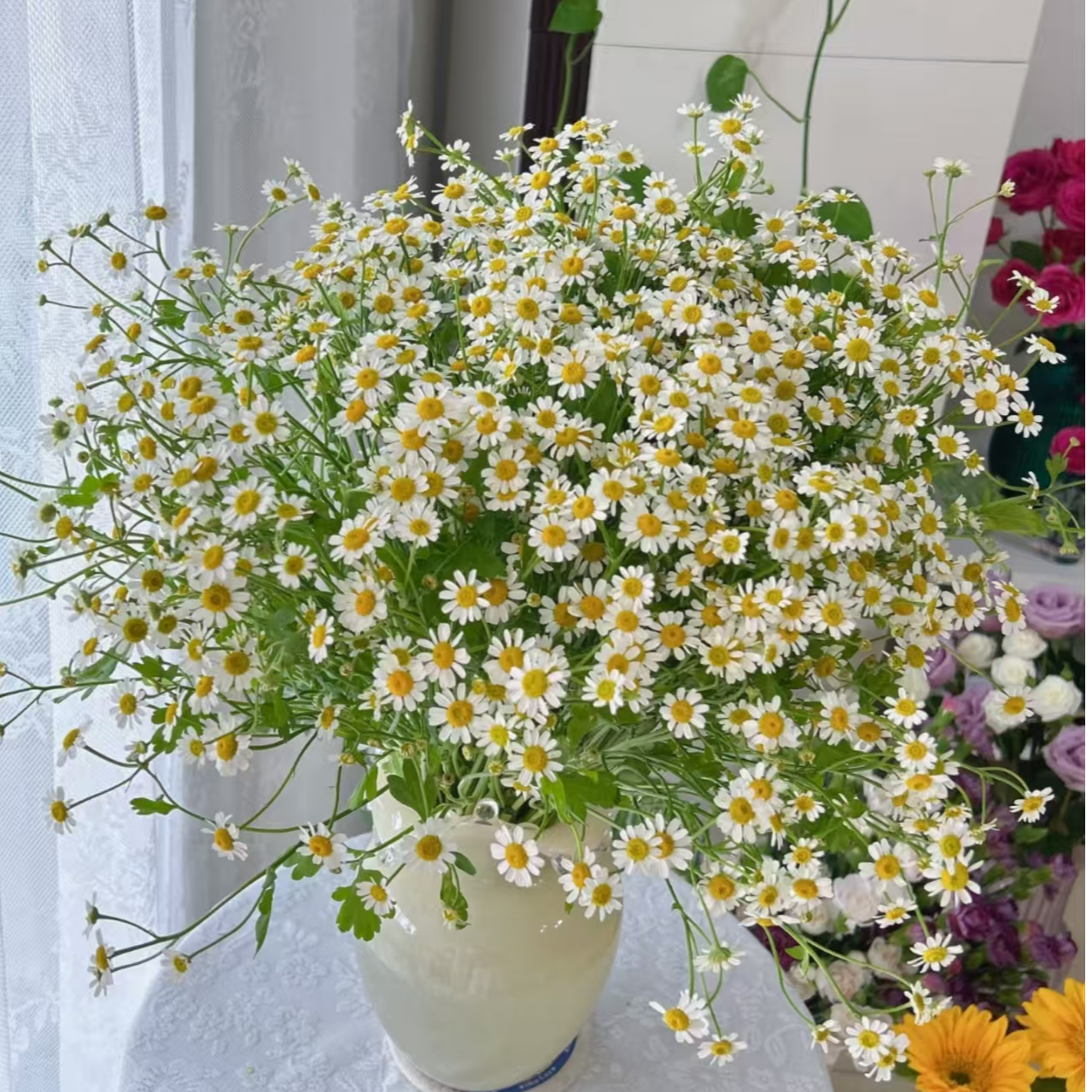【两单顺丰一单中通】配草洋甘菊尤加利叶绿铃草喷泉草黄莺小盼草