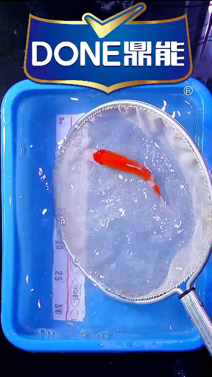 锦鲤直播间菁选 对版发货 35号