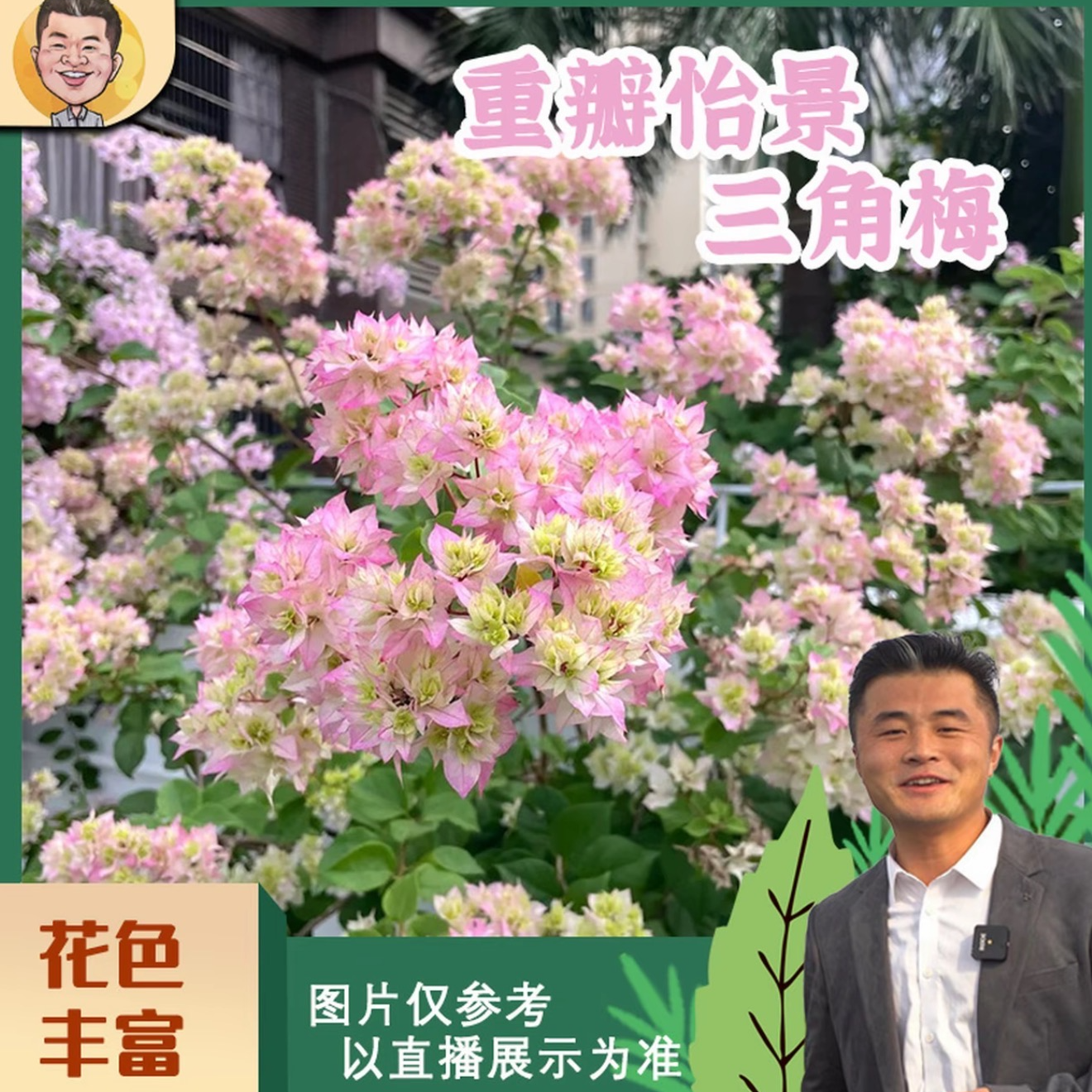 【热植馆】重瓣怡景三角梅盆栽喜光易养护勤花室内室外阳台庭院花卉