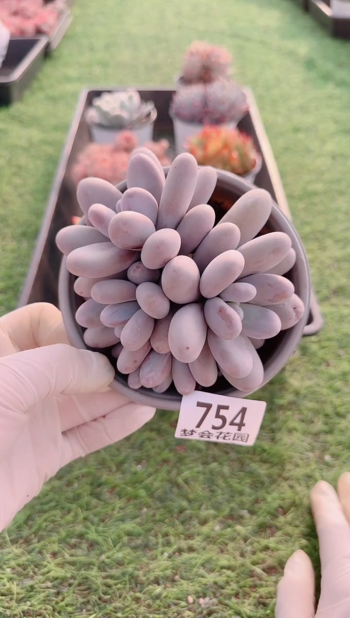 【闪购商品】梦会多肉一物一拍