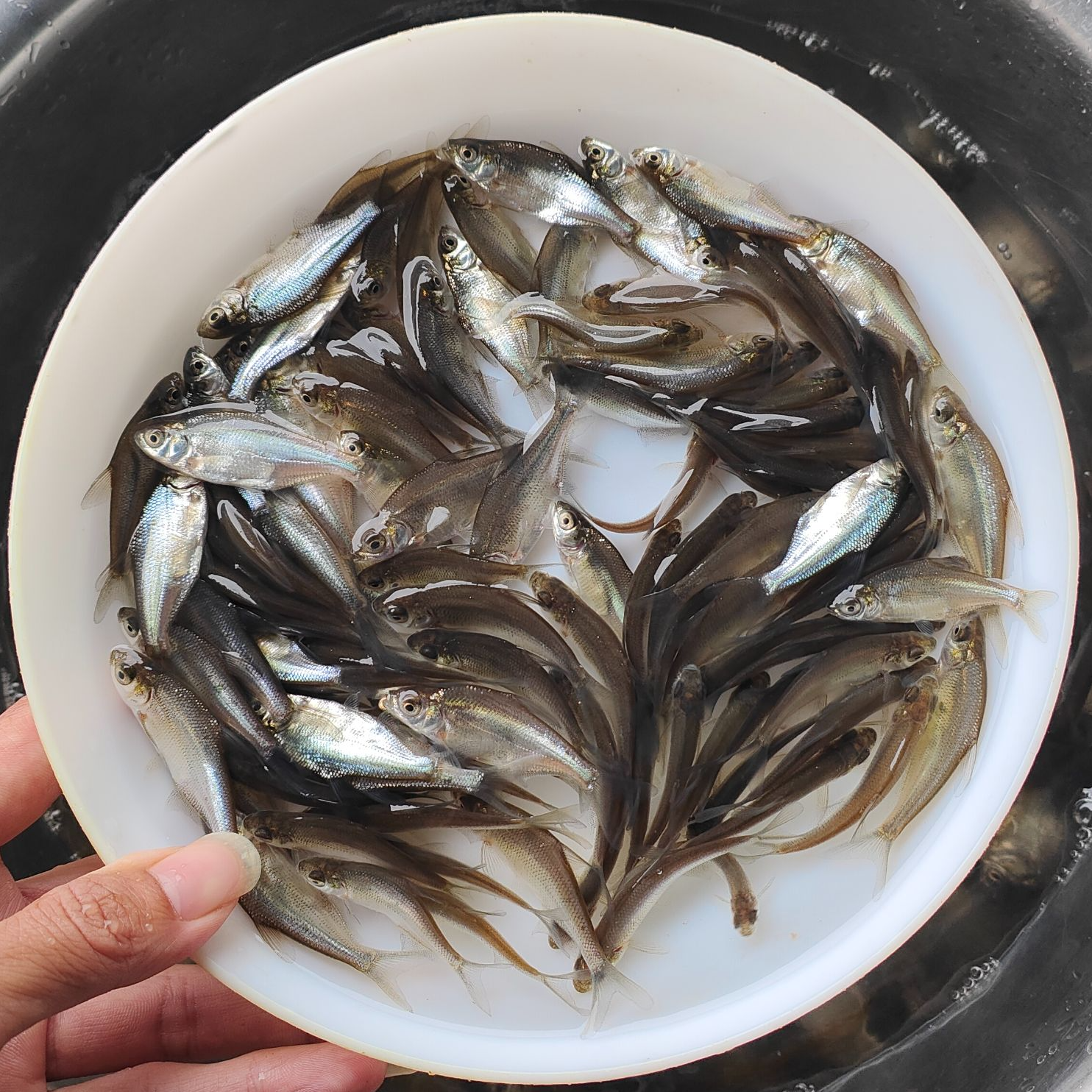 优质淡水武昌鱼活体可观赏可养殖适合混养团头鲂鳊鱼