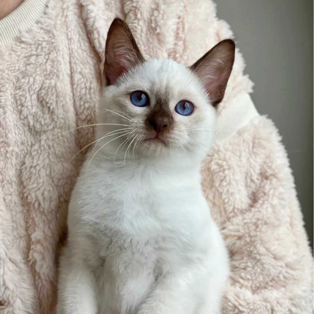 精品暹罗猫 【无猫粮捆绑消费】