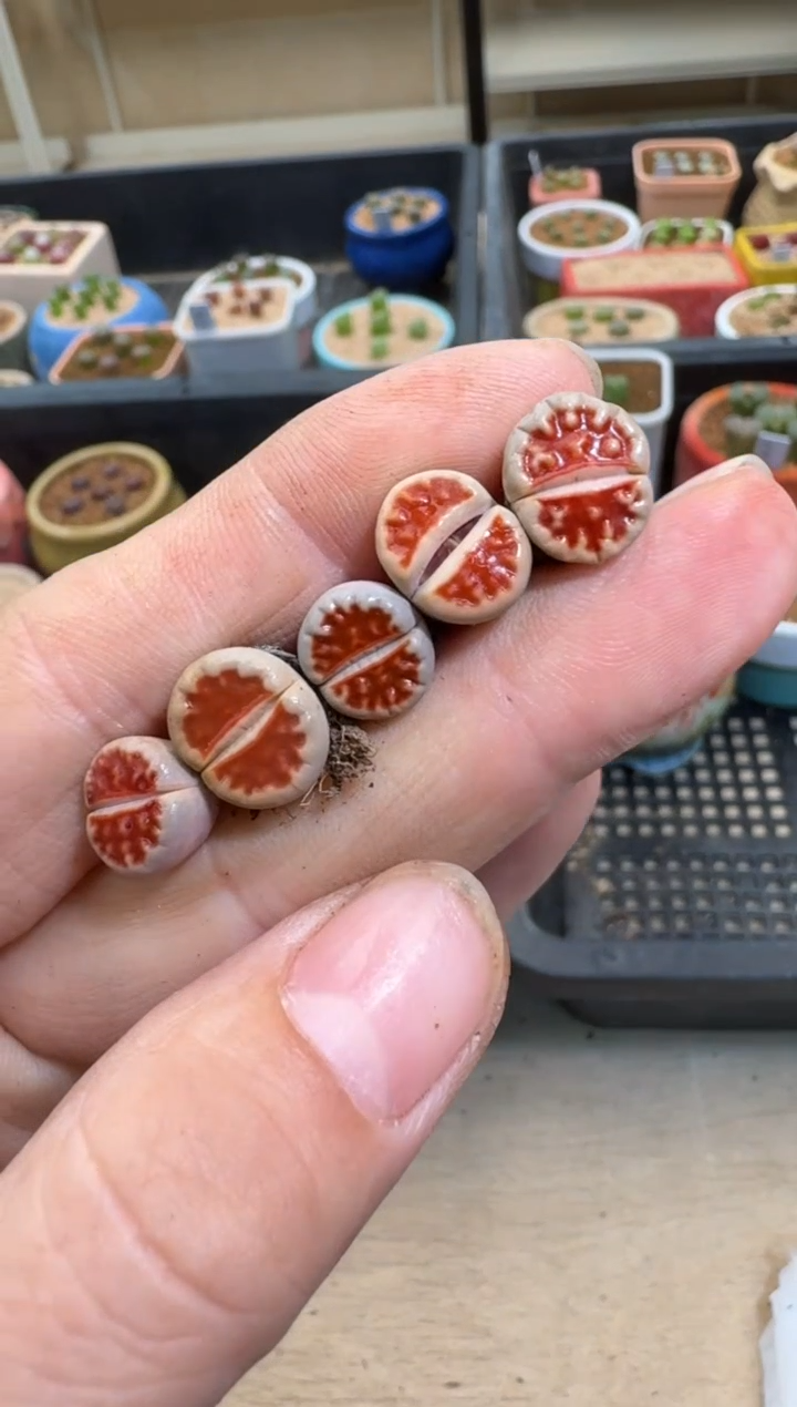 【闪购商品】7-614