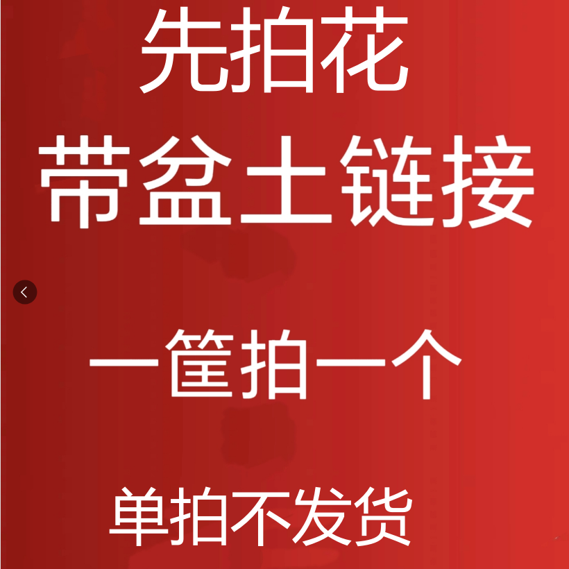 带盆土链接！！一筐拍一个！！