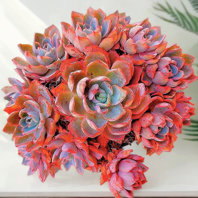 老桩赫拉女王精品多肉植物新手好养室外阳台庭院楼顶花园盆栽脱土