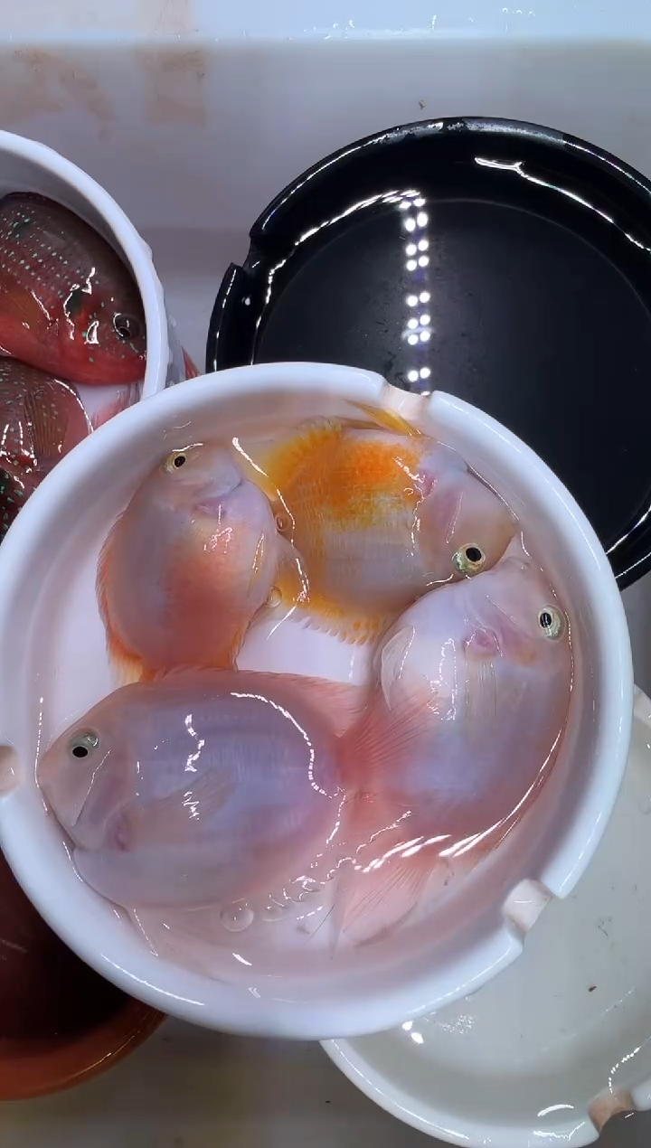 鹦鹉鱼2对胭脂粉