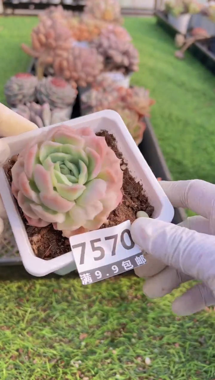 【闪购商品】信福多肉一物一拍