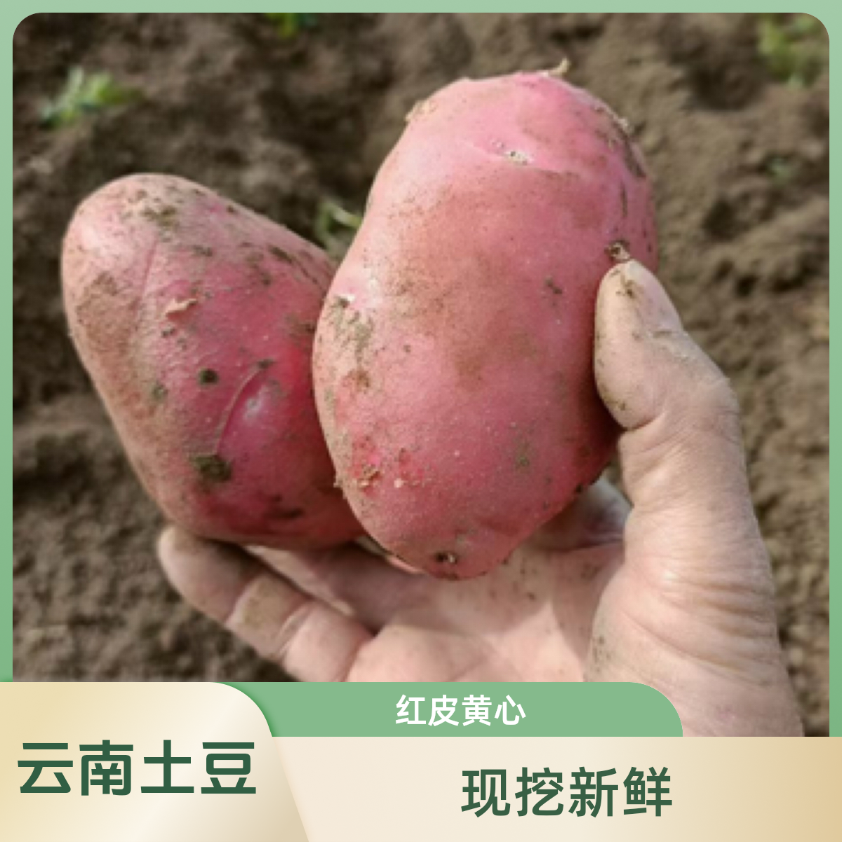 云南红皮黄心土豆，现挖现发，产地直发包邮。