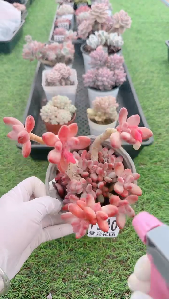 【闪购商品】梦会多肉一物一拍