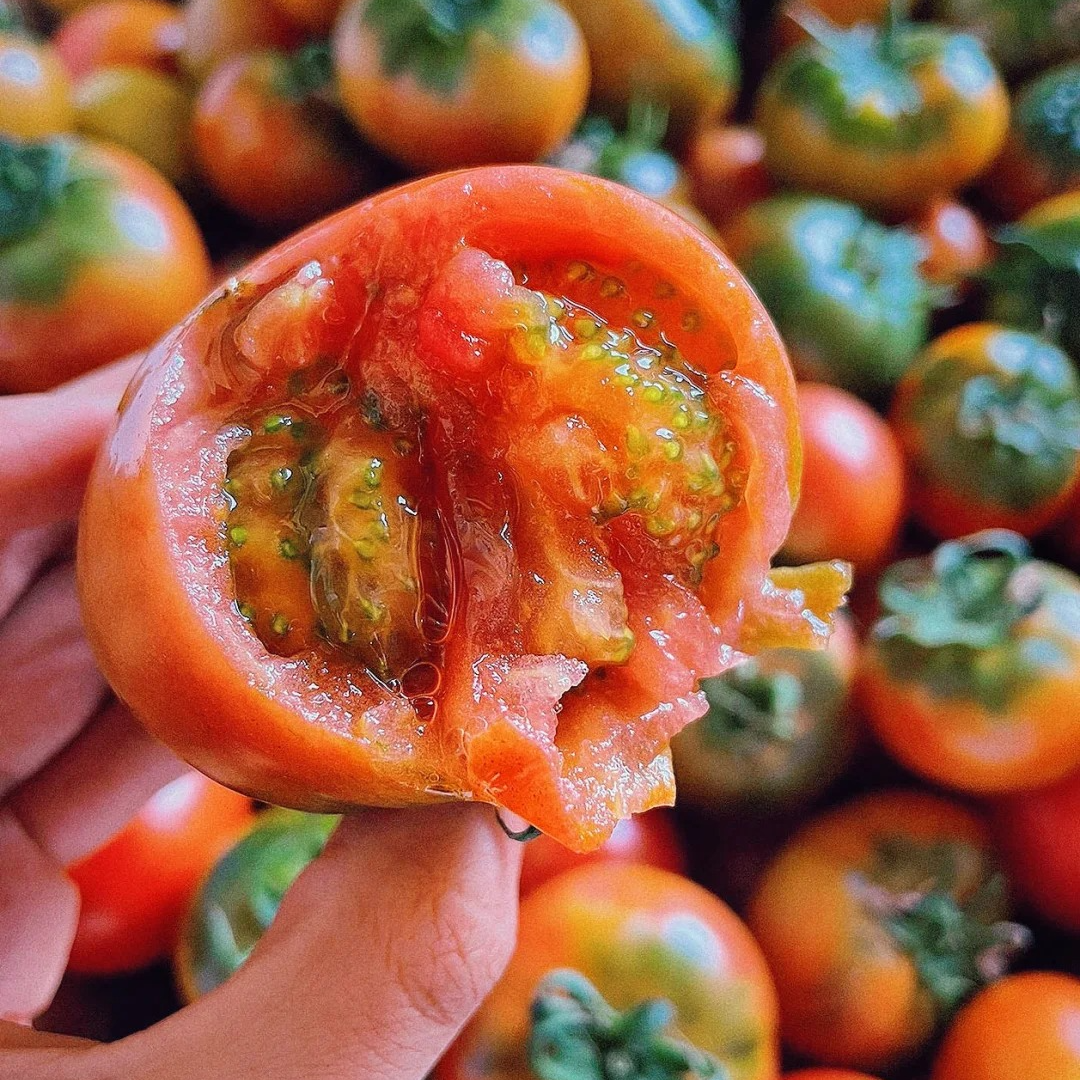 盘锦碱地柿子｜一口爆汁的“童年番茄味500g