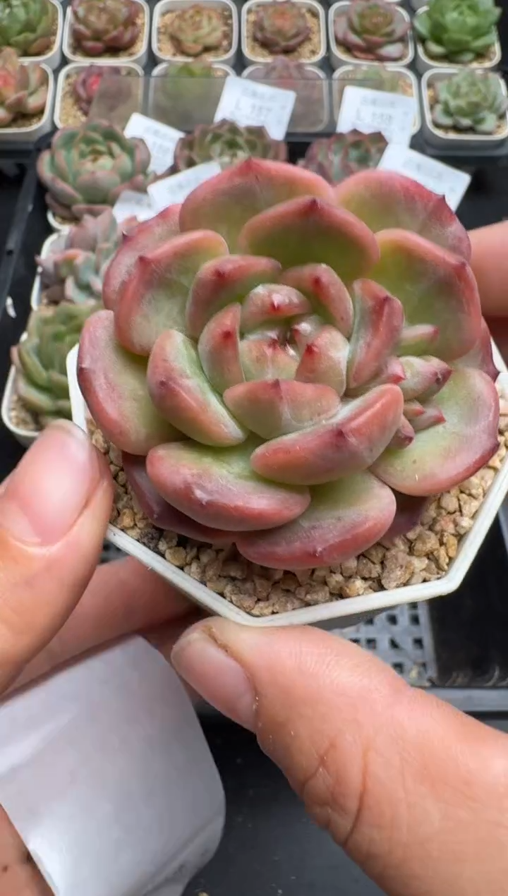 165L云禹多肉植物 带盆土纸巾打包 当天拍3颗包邮