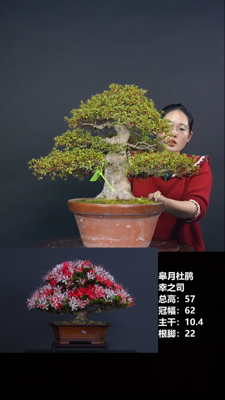 无花朵幸之司-皋月杜鹃