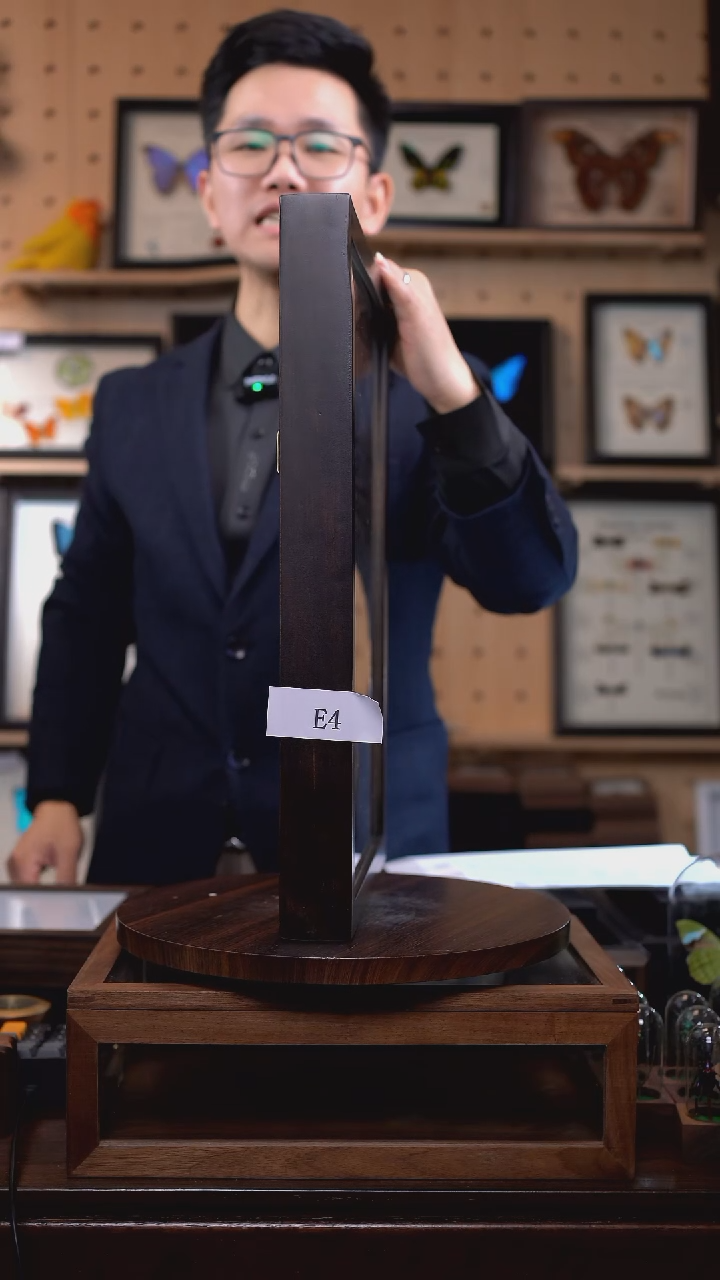 蝴蝶标本摆件一口价e4