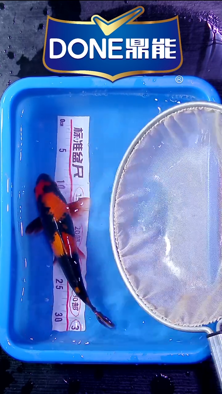 锦鲤鱼悦直播间菁选 对版发货 8号
