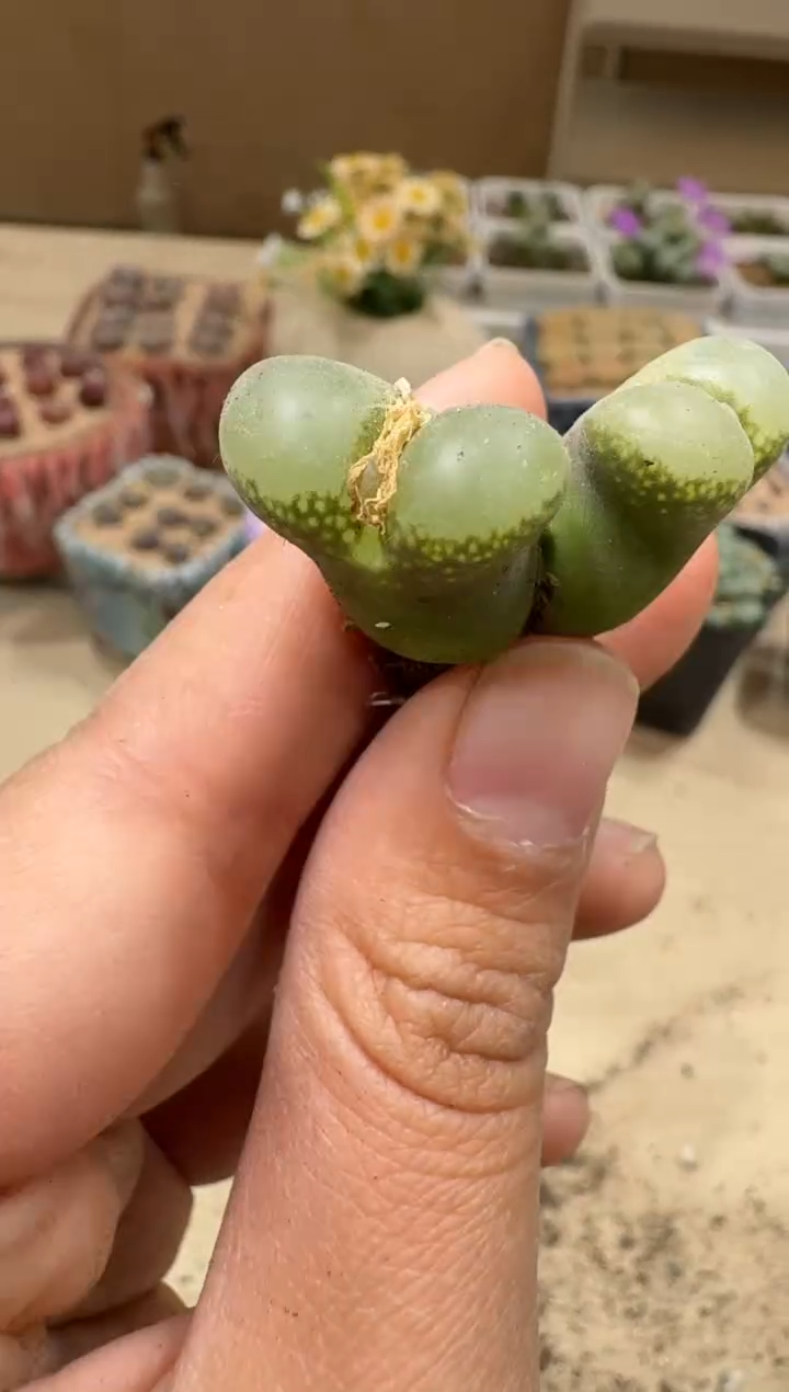 9-46多肉植物肉锥