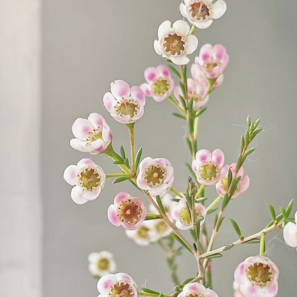 【七礼夫人】腊梅花 多彩色系，切花室内水培
