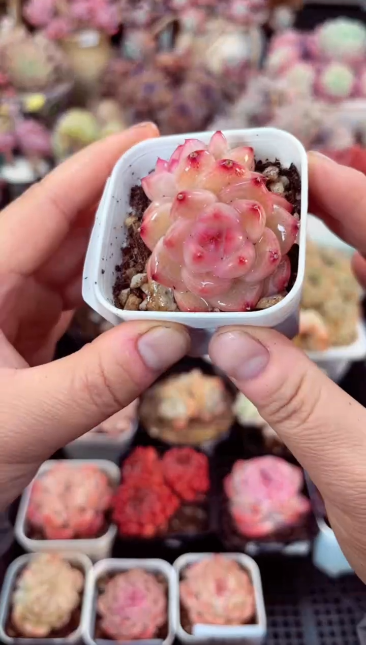 【闪购商品】8078双头糖心多肉