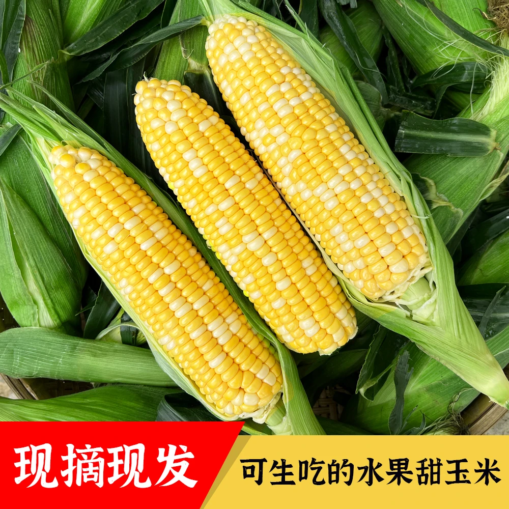 云南正宗金银水果玉米新鲜现发煮熟口感鲜嫩香甜脆嫩爆浆颗粒饱满